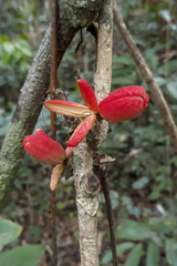 Trichilia pseudostipularis