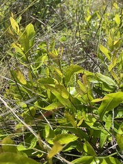 Geobalanus oblongifolius