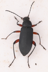 Stenochidus gracilis