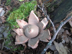 Geastrum rufescens