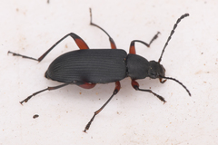 Stenochidus gracilis