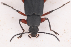 Stenochidus gracilis