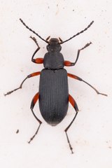 Stenochidus gracilis