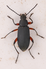 Stenochidus gracilis