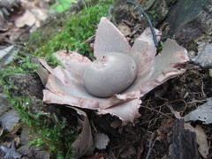 Geastrum rufescens