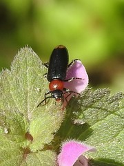 Pedilus terminalis