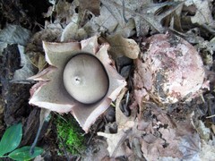 Geastrum rufescens