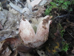 Geastrum rufescens