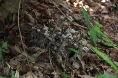 Monotropastrum humile