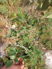 Magnoliopsida