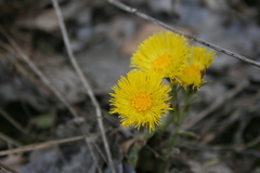 Tussilago farfara