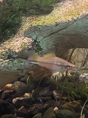 Xiphophorus hellerii