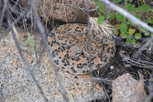 Southwestern Speckled Rattlesnake (Crotalus pyrrhus), a species recorded in Nevada