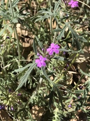 Glandularia chiricahensis