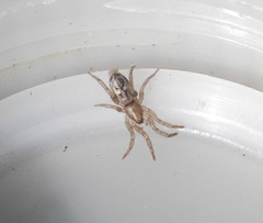 Scotophaeus pretiosus