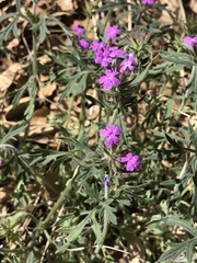 Glandularia chiricahensis
