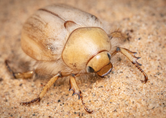 Pseudocotalpa
