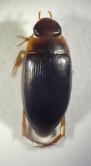 Copelatus distinctus