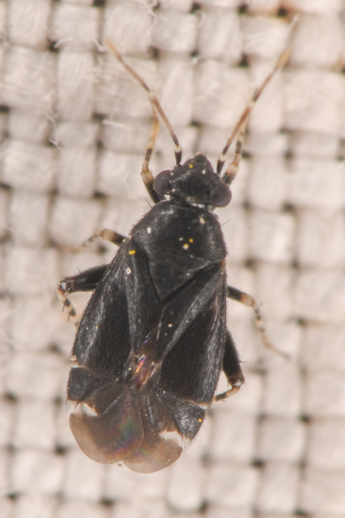 Strophopoda aprica