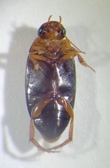 Copelatus distinctus