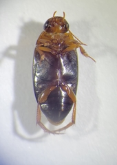 Copelatus distinctus