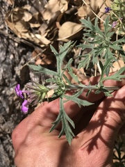 Glandularia chiricahensis