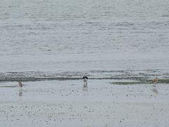 Charadrius obscurus aquilonius