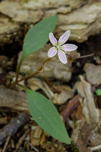 Carolina Springbeauty