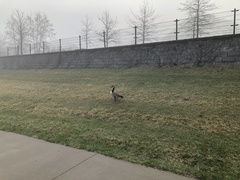 Branta canadensis