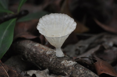 Cymatoderma caperatum