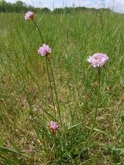 Armeria maritima elongata