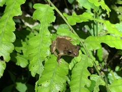 Kurixalus idiootocus