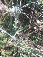 Calystegia tuguriorum