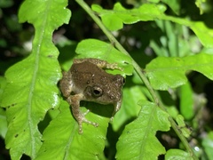 Kurixalus idiootocus