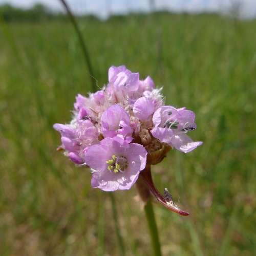 Armeria maritima ssp. elongata