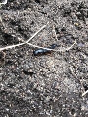 Dinothenarus badipes