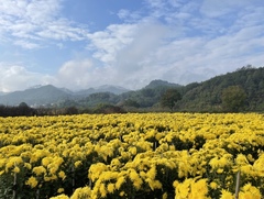 Chrysanthemum morifolium
