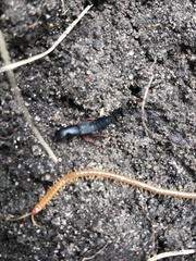 Dinothenarus badipes