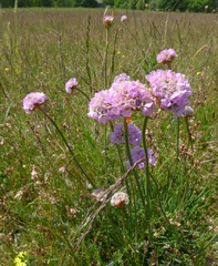 Armeria maritima elongata