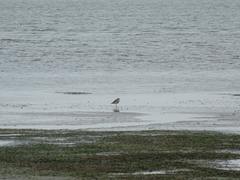 Charadrius obscurus aquilonius
