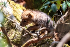 Canis latrans thamnos