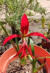Sprekelia