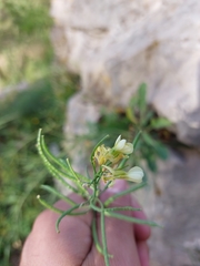 Brassica