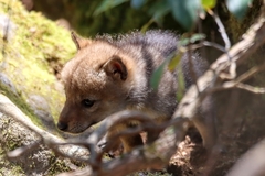 Canis latrans thamnos
