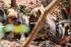 Canis latrans thamnos
