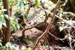 Canis latrans thamnos