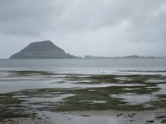 Charadrius obscurus aquilonius