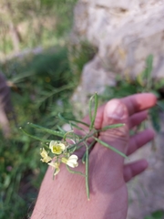 Brassica
