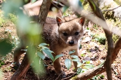 Canis latrans thamnos