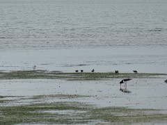 Charadrius obscurus aquilonius